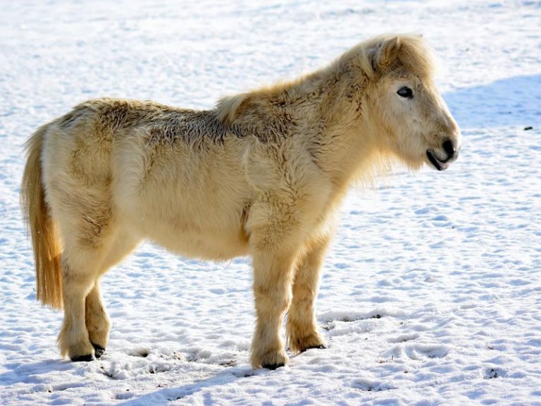 Lovak egy alpesi legelőn